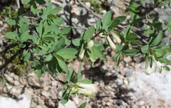 Lonicera pyrenaica, photograph (c) Lídia Carrera, some rights reserved (CC BY)