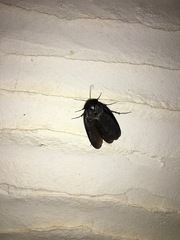 Polyphaga aegyptiaca