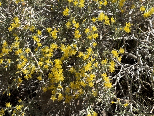 Tetradymia canescens, photograph 4