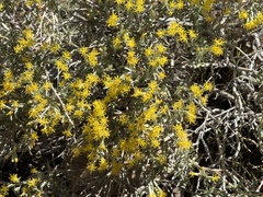 Tetradymia canescens, photograph (c) Dee Shea Himes, some rights reserved (CC BY)