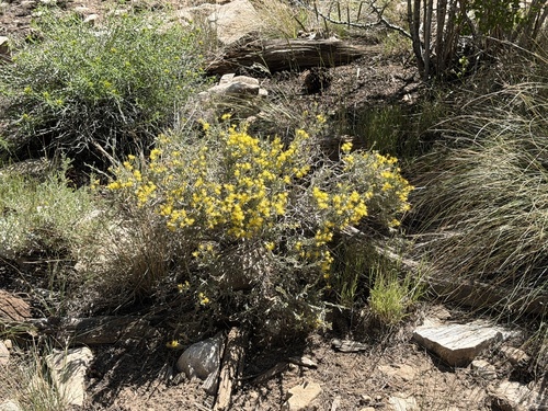 Tetradymia canescens, photograph 5