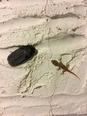 Polyphaga aegyptiaca