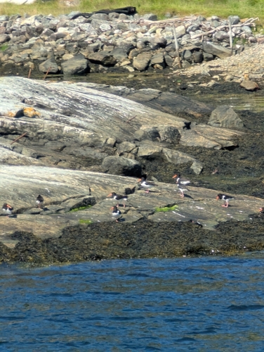 Eurasian Oystercatcher