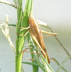 Euconocephalus varius