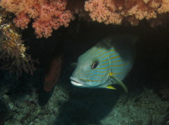 Plectorhinchus chrysotaenia