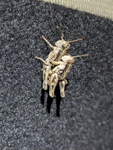 iNaturalist observation photo of Valley Grasshopper
