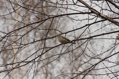Anthus trivialis
