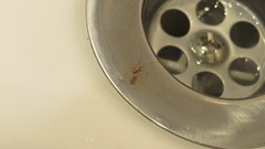 Steatoda triangulosa