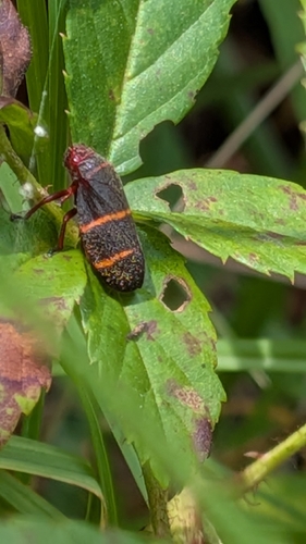 Two-lined Spittlebug