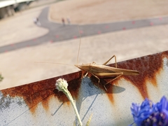 Euconocephalus varius