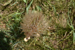 Tragopogon porrifolius