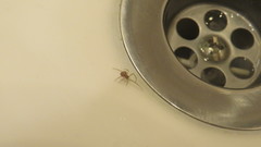 Steatoda triangulosa