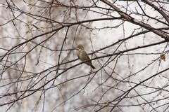 Anthus trivialis