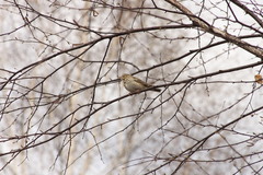 Anthus trivialis