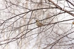 Anthus trivialis