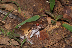 Leptodactylus pentadactylus