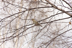 Anthus trivialis