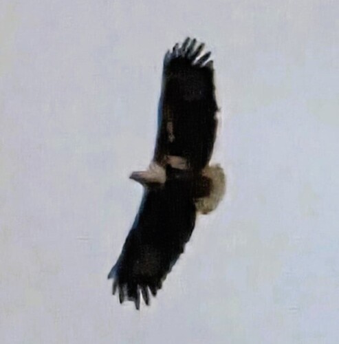 iNaturalist image