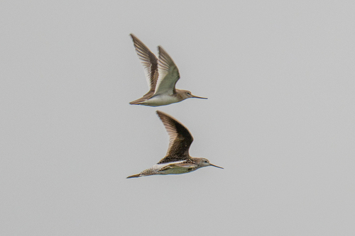 iNaturalist image