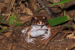 Leptodactylus pentadactylus