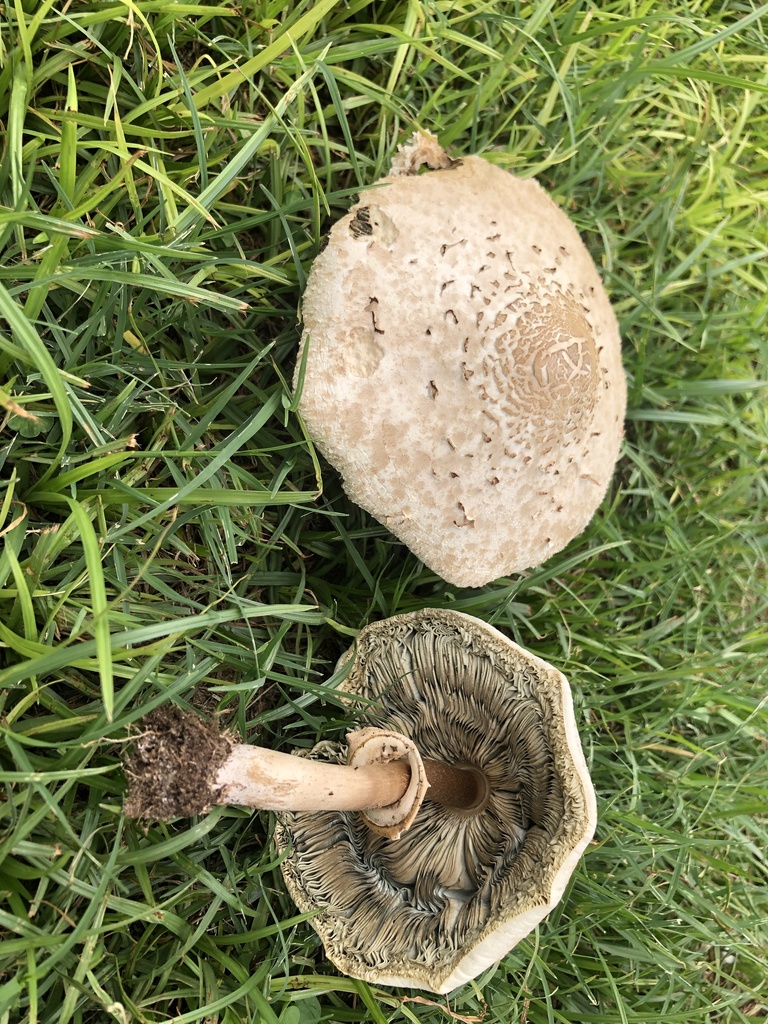 Green-spored Parasol · July 2026 · photo: Photo: (c) weaver, some rights reserved (CC BY-SA) · iNaturalist