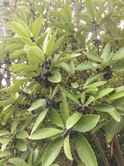 Melicytus chathamicus