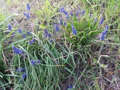 Muscari