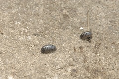 Armadillidium vulgare