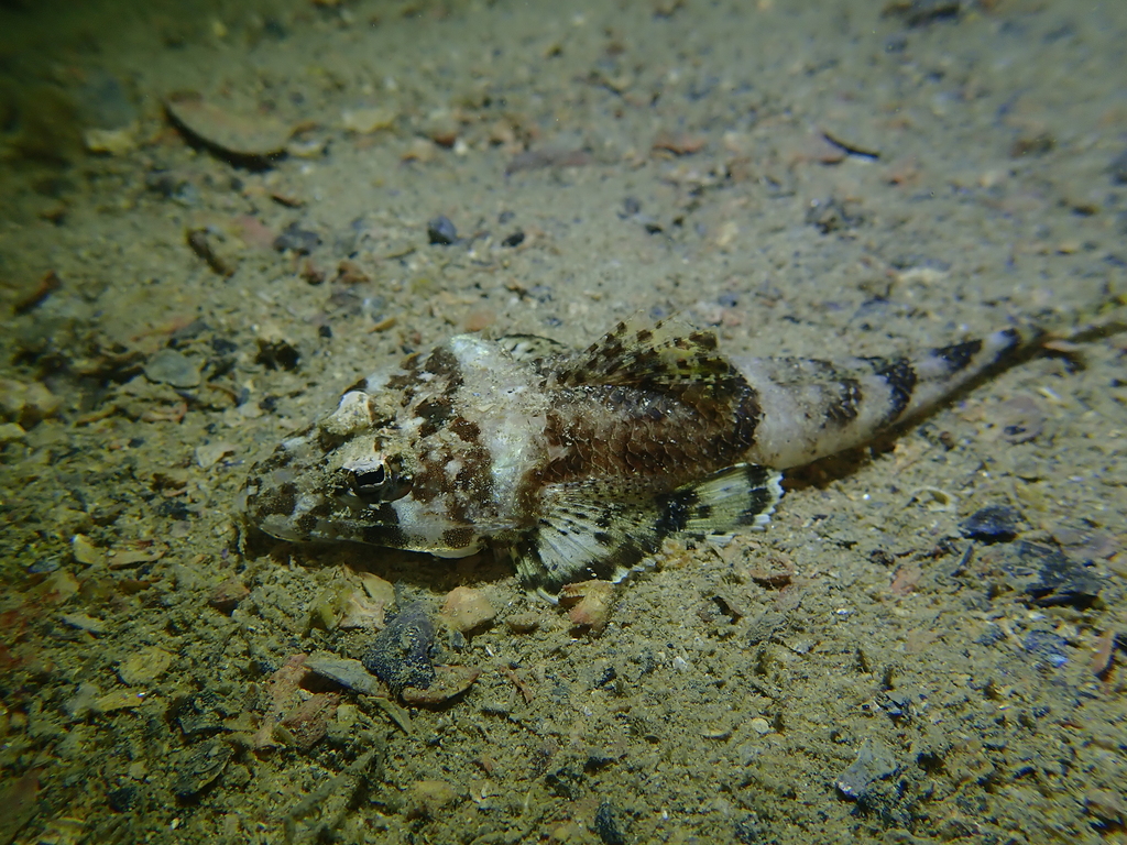 Devil flathead (Onigocia spinosa) — Platycephalidae