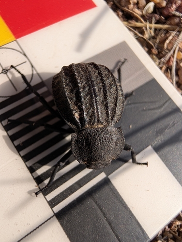 Philolithus sordidus