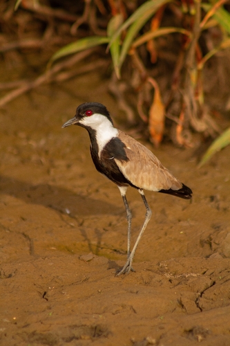 Spur-winged Lapwing