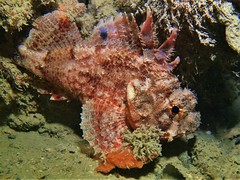 Scorpaena sumptuosa