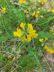 Hippocrepis comosa