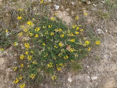 Hippocrepis comosa