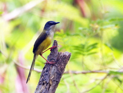 Yellow-bellied Prinia (Prinia flaviventris), photo 10
