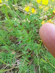 Hippocrepis comosa