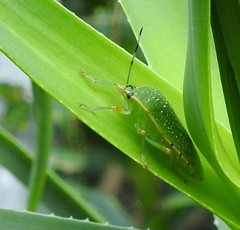 Chinavia pallidoconspersa