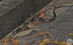 Helicops leopardinus