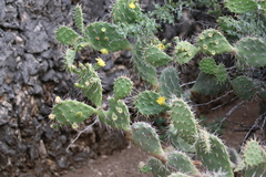 Opuntia caracassana