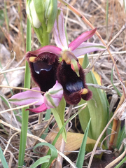 Ophrys bertolonii
