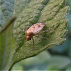 Taylorilygus apicalis