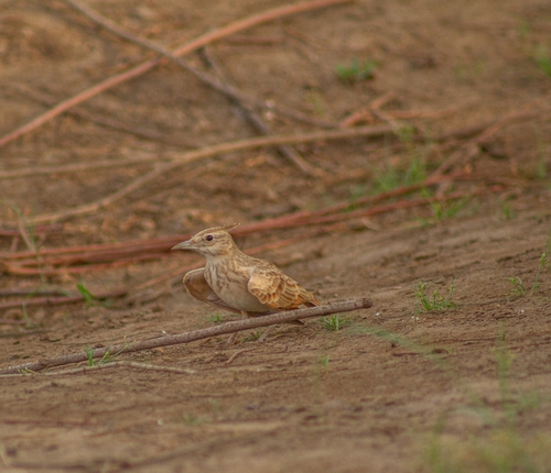 Crested Lark