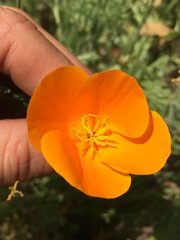 Eschscholzia lemmonii