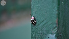 Omophoita simulans