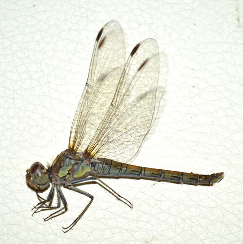 Common Darter