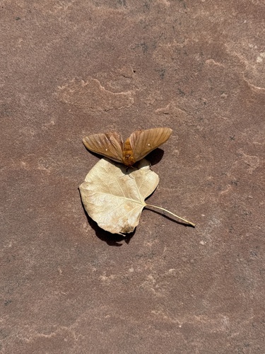 Oslar's Oakworm Moth