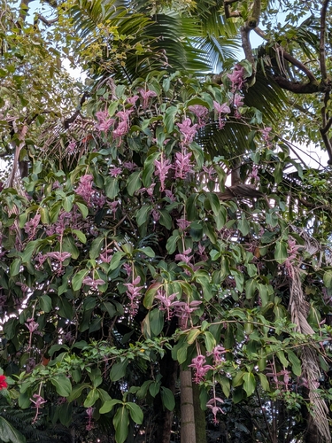 Medinilla magnifica observed 2026-07-19