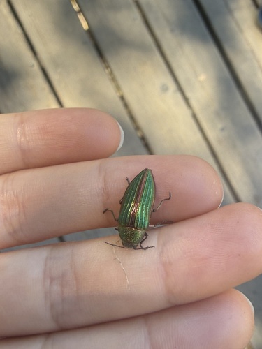 iNaturalist observation photo of Golden Buprestid Beetle