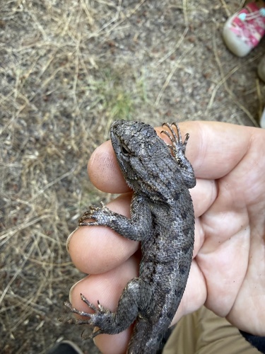 iNaturalist observation photo of Western Fence Lizard