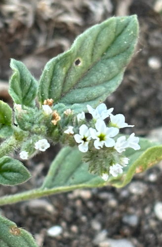 European heliotrope